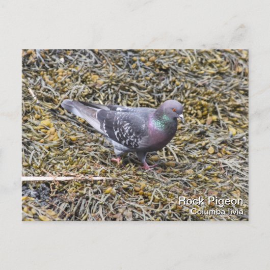 Carte Postale Pigeon (Devant)