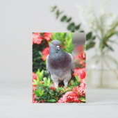 Carte Postale Pigeon (Debout devant)