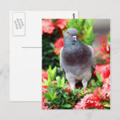 Carte Postale Pigeon (Devant / Derrière)