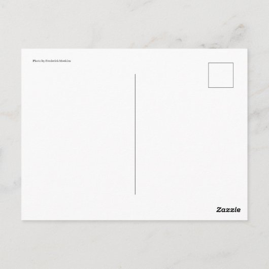 Carte Postale Pigeon (Dos)