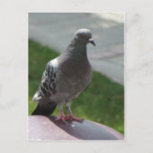 Carte Postale Pigeon (Devant)