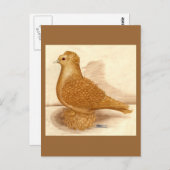 Carte Postale Pigeon à dos jaune (Devant / Derrière)
