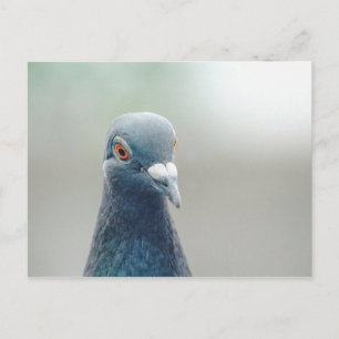 Carte Postale Pigeon à la fenêtre v2