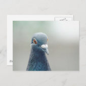 Carte Postale Pigeon à la fenêtre v2 (Devant / Derrière)