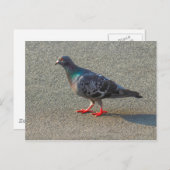 Carte Postale Pigeon à pied (Devant / Derrière)