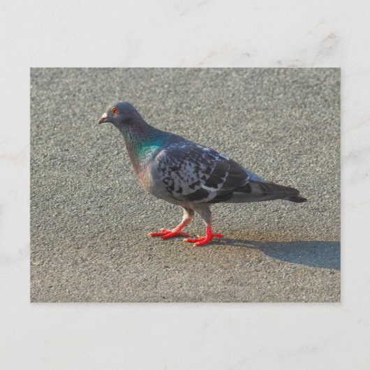 Carte Postale Pigeon à pied (Devant)