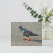 Carte Postale Pigeon à pied (Debout devant)