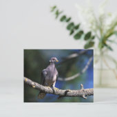 Carte Postale Pigeon à queue barrée (Debout devant)