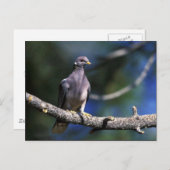 Carte Postale Pigeon à queue barrée (Devant / Derrière)