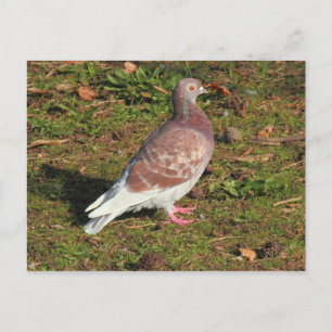 Carte Postale Pigeon à Roath Park Lake Cardiff
