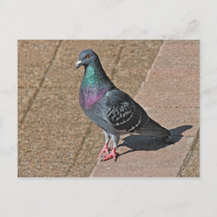 Carte Postale Pigeon, À Roath Park Lake, Cardiff, Wales Postcar