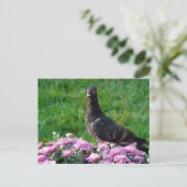 Carte Postale Pigeon and Mums (Debout devant)