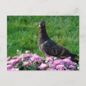 Carte Postale Pigeon and Mums (Devant)