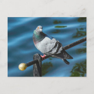 Carte Postale Pigeon, Au Lac Roath Park, Cardiff, Pays De Galles