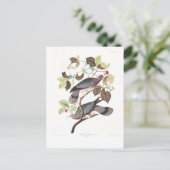 Carte Postale Pigeon Bande-coupé la queue du plat 367 d'Audubon (Debout devant)