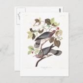 Carte Postale Pigeon Bande-coupé la queue du plat 367 d'Audubon (Devant / Derrière)