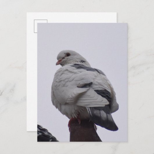 Carte Postale Pigeon blanc (Devant / Derrière)