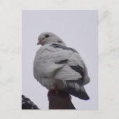 Carte Postale Pigeon blanc (Devant)