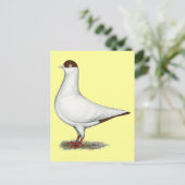 Carte Postale Pigeon casque néerlandais (Debout devant)