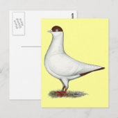 Carte Postale Pigeon casque néerlandais (Devant / Derrière)