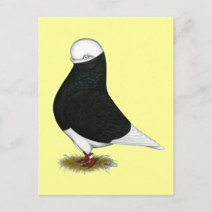 Carte Postale Pigeon Culbutant  Noir Bald CL