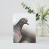 Carte Postale Pigeon de course (Debout devant)