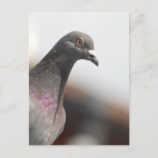 Carte Postale Pigeon de course