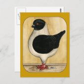 Carte Postale Pigeon de Modena Black Gazzi (Devant / Derrière)