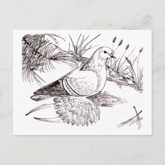 Carte Postale Pigeon de Saxon (Devant)