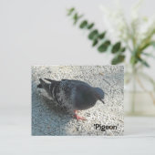 Carte Postale Pigeon Gracieux (Debout devant)