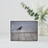 Carte postale Pigeon Graffiti (Debout devant)