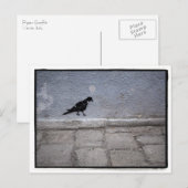 Carte postale Pigeon Graffiti (Devant / Derrière)