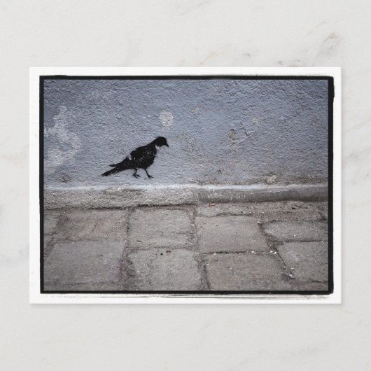 Carte postale Pigeon Graffiti (Devant)