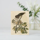 Carte Postale Pigeon Hawk (Merlin) - Audubon's Birds of America (Debout devant)