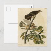 Carte Postale Pigeon Hawk (Merlin) - Audubon's Birds of America (Devant / Derrière)
