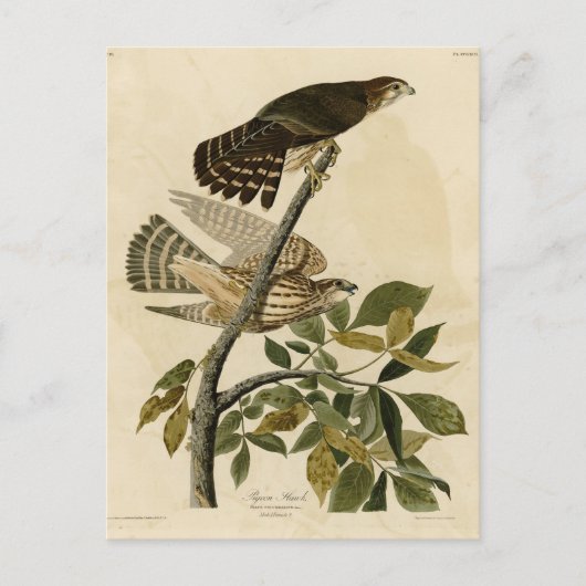 Carte Postale Pigeon Hawk (Merlin) - Audubon's Birds of America (Devant)