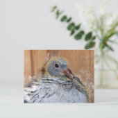 Carte postale Pigeon Homing Baby (Debout devant)