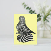 Carte Postale Pigeon mousseux mousseux (Debout devant)