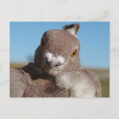 Carte Postale Pigeon named Mr. Pigeon (Devant)