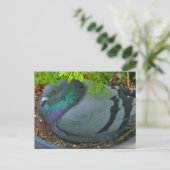 Carte postale Pigeon Nesting (Debout devant)