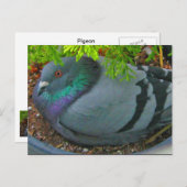 Carte postale Pigeon Nesting (Devant / Derrière)