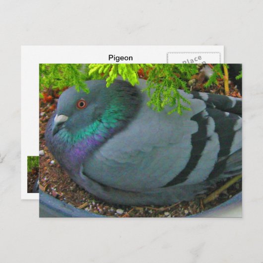 Carte postale Pigeon Nesting (Devant / Derrière)