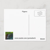 Carte postale Pigeon Nesting (Dos)