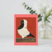 Carte Postale Pigeon noir (Debout devant)