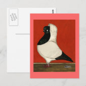 Carte Postale Pigeon noir (Devant / Derrière)