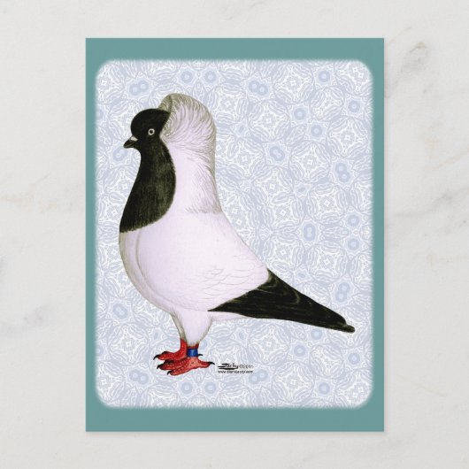 Carte Postale Pigeon noir 1973 (Devant)