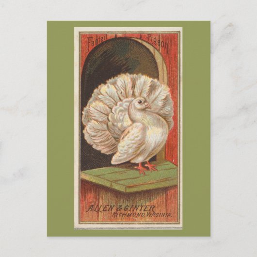 Carte Postale Pigeon paon (Devant)