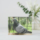 Carte Postale Pigeon parfait (Debout devant)