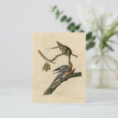 Carte Postale Pigeon passager (Debout devant)