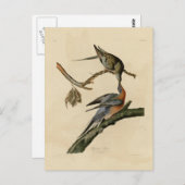 Carte Postale Pigeon passager (Devant / Derrière)